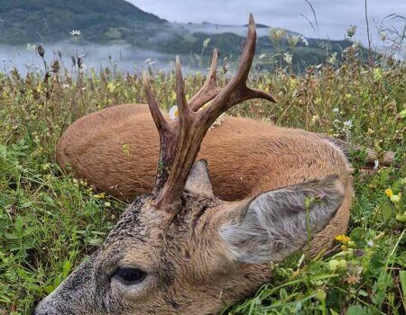 wta_2663_Roe Deer Mountains in Macedonia