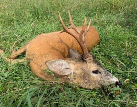 wta_2663_Roe Deer in Macedonia 3 (1)