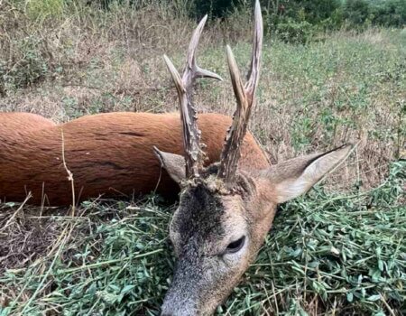 wta_2663_Roe deer 2 area SM