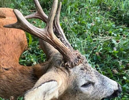 wta_2663_Roe deer 3 area SM