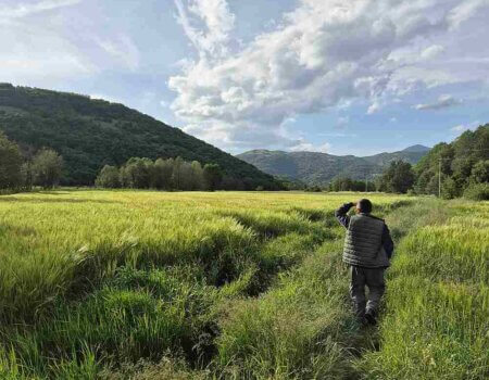 wta_2663_Roe deer fields Macedonia 1