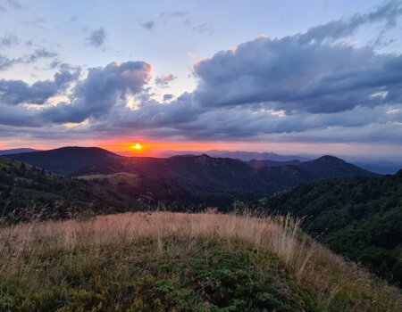 wta_2663_Roe deer terrain 2024