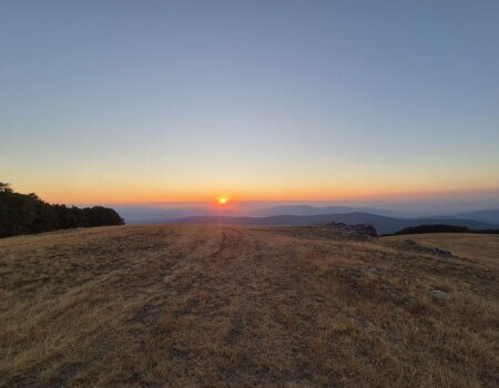 wta_2663_Top of mountain Macedonia Roe Deer 1