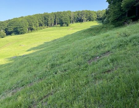 wta_2663_Top of mountain Macedonia roe deer 3