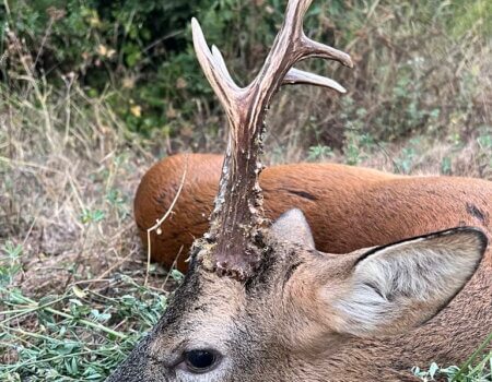 wta_2663_roe deer area SM