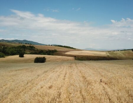 wta_2663_roe deer_db900d75