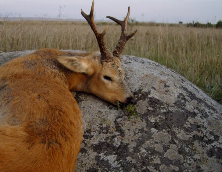 SAMSUNG DIGITAL CAMERA