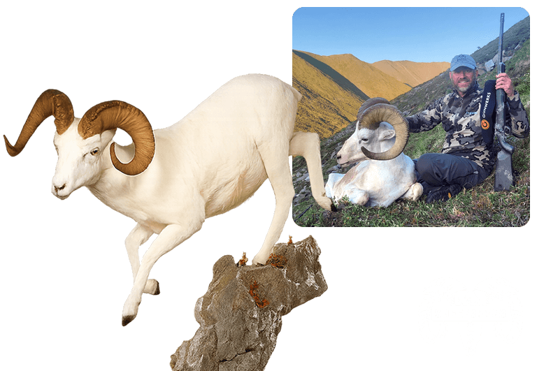 特撮 Sheep Toten Tiere Co. Taxidermy Exchange