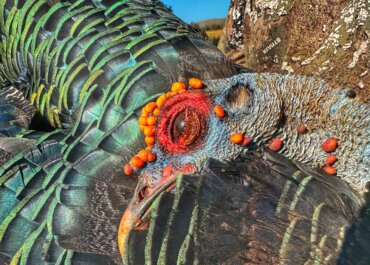 In the Jungle for Ocellated Turkeys: A Hunt Like No Other
