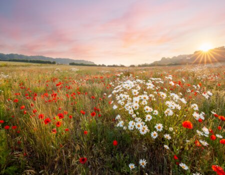 Wild,Flowers,In,A,Meadow,With,Pink,Sky,Sunrise.,Oxeye