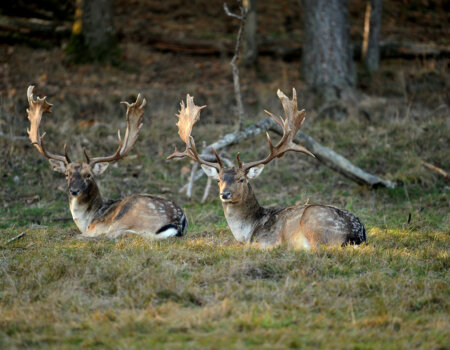 wta_2715_00003 - France Safaris