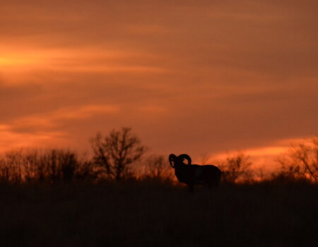 wta_2715_00005 - France Safaris
