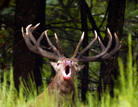 wta_2715_00006 - France Safaris