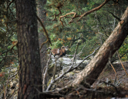 wta_2715_00007 - France Safaris