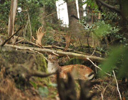 wta_2715_00009 - France Safaris