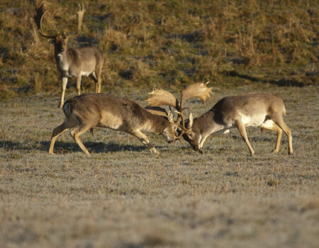 wta_2715_00011 - France Safaris