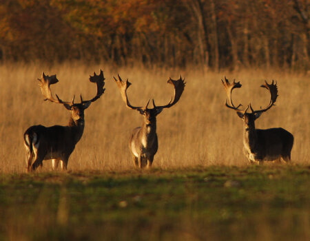 wta_2715_00013 - France Safaris