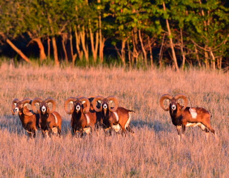 wta_2715_00014 - France Safaris