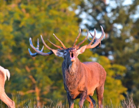 wta_2715_00016 - France Safaris
