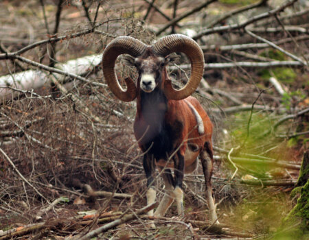 wta_2715_00017 - France Safaris