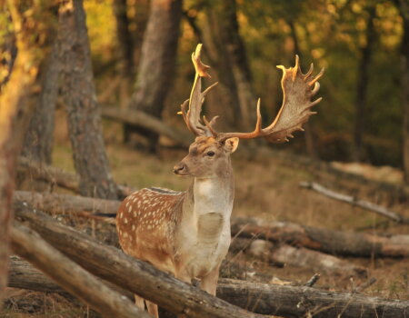 wta_2715_00019 - France Safaris