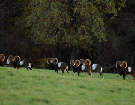 wta_2715_00021 - France Safaris
