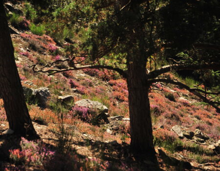 wta_2715_00024 - France Safaris