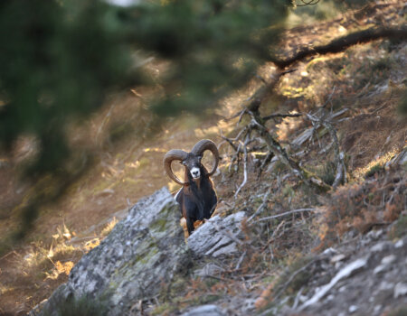 wta_2715_00025 - France Safaris