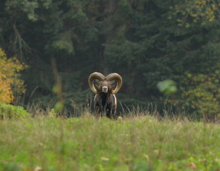 wta_2715_00032 - France Safaris