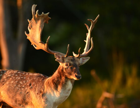 wta_2715_00033 - France Safaris