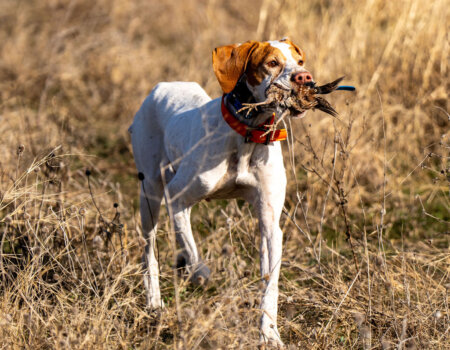 wta_2722_Retreive SR