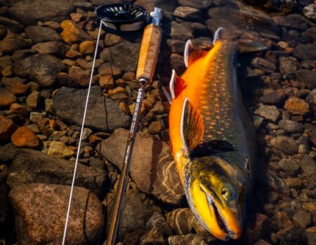 wta_2725_67a0c994-bdcb-4446-a3ca-306b66a4831d