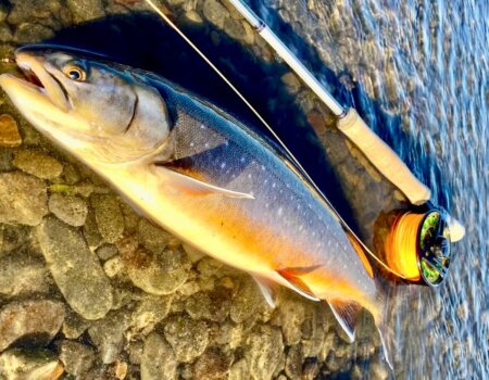 wta_2725_cb929a01-b240-478b-bc15-dc96599ec47f