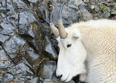 Into Mountain Goat Country: A WTA Hunter Story