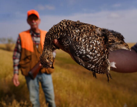 wta_2749_Montana Bird