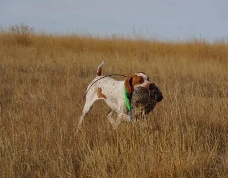 wta_2749_Montana Dog
