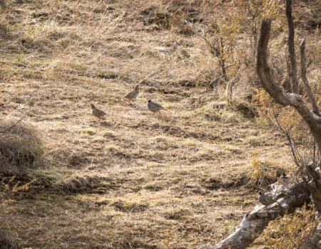 wta_2753_Patagonia Birds