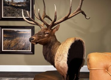 More than a Mount: A Bull Elk I’ll Never Forget