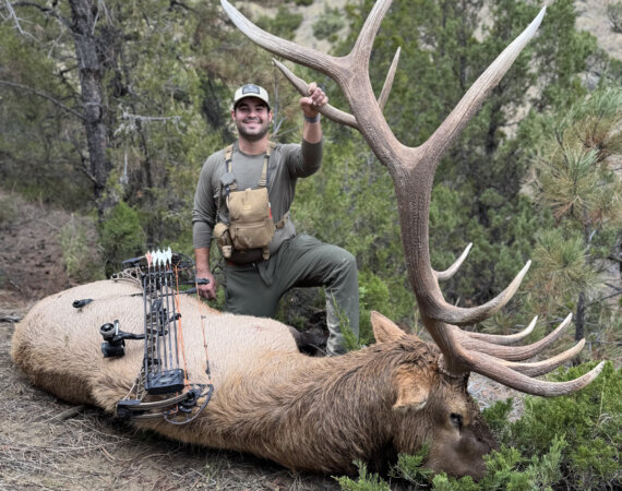 wta_tags_2025_JackM_MT_elk