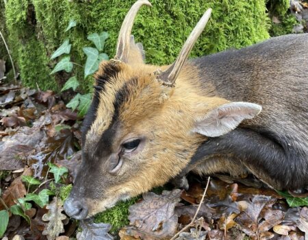 wta_2769_Muntjac