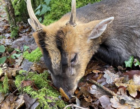 wta_2769_Muntjac