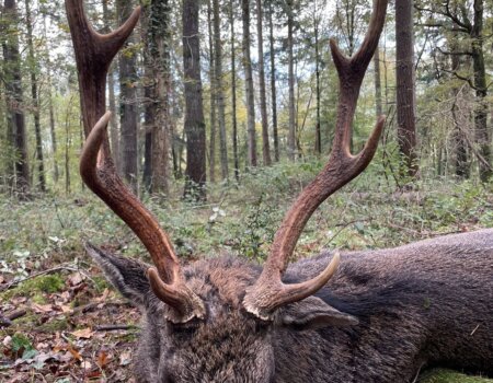 wta_2769_Sika deer