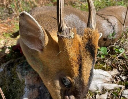 wta_2769_TDM Muntjac1