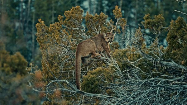 TREED-MountainLion-Still_1.75.2 (1)