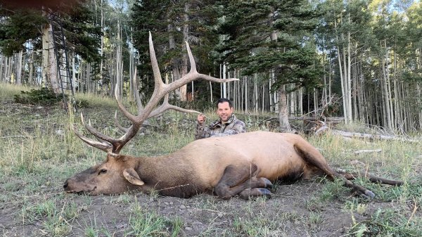 TWO BEAR BULL #1 - '22