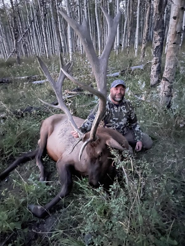 TWO BEAR BULL #2 - '22