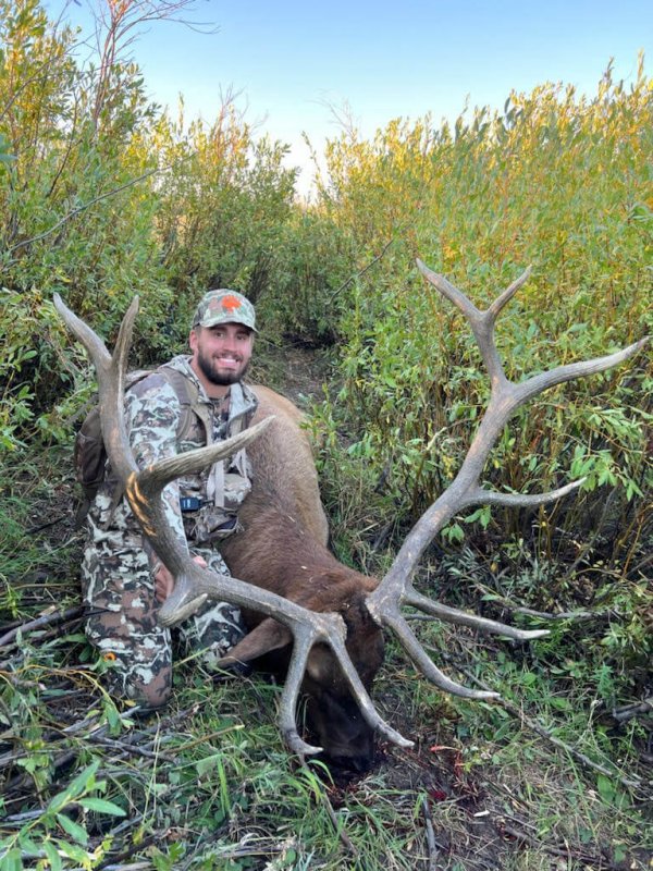 TWO BEAR BULL #3 - '22