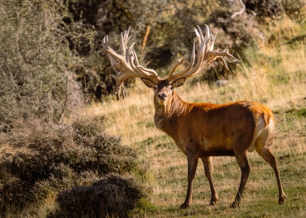 Venator New Zealand_ Red Stag_2