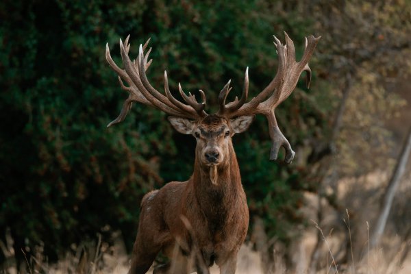 Venator New Zealand_ Red Stag_4