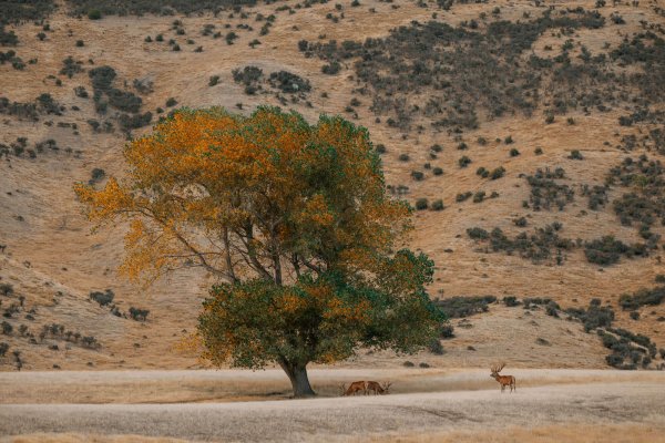 Venator New Zealand_ Red Stag_5